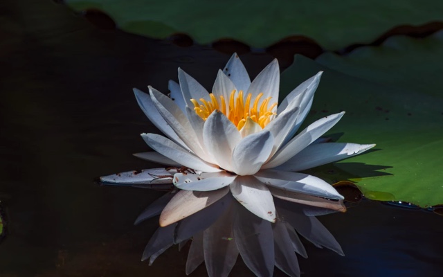 A photo of a white lily